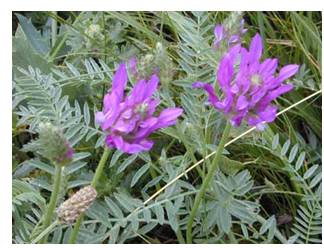 Astragalus