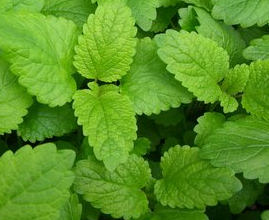 Melissa Lemon Balm