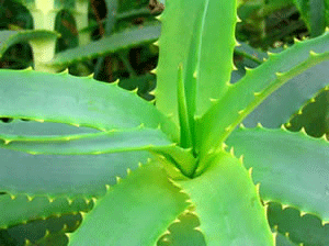 Aloe Vera