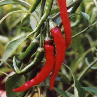 Cayenne